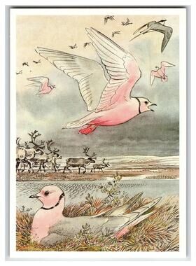 1989 Ross's Gull & Reindeer Arctic Wildlife Russian Postcard V. A. Gorbatov Art